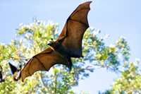 Types of Bats